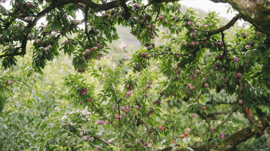 Mùa Hái Mận Mộc Châu 2025 – Trải Nghiệm Du Lịch Tây Bắc Không Thể Bỏ Lỡ